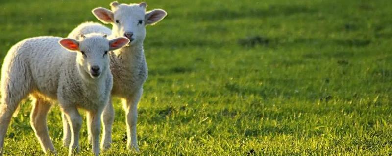 羊误食草甘膦会死亡吗，误食较多会中毒死亡