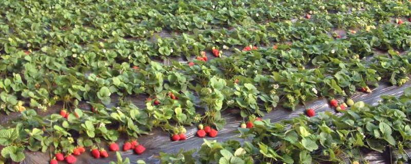草莓的生长周期，分为6个阶段