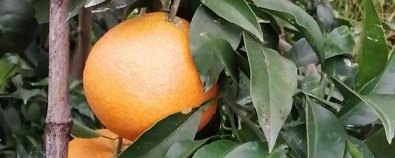华美七号柑橘品种简介，由红美人作母本与橘橙1号为父本杂交而成