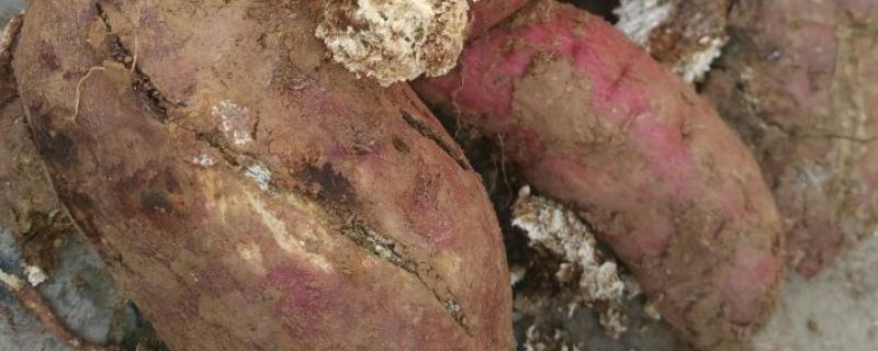红薯裂口的原因，受到茎线虫的危害时容易出现裂口