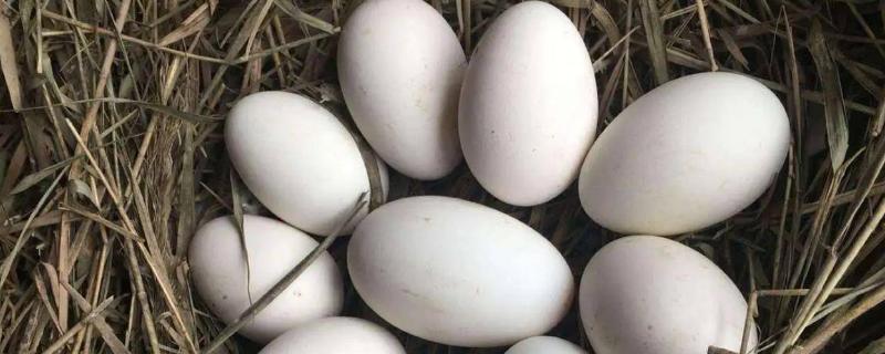 鹅蛋多久能孵化成小鹅，经过30天左右才可以