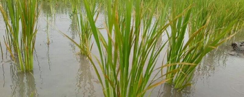 水稻铁锈病如何防治，孕穗期至灌浆期喷施多功能高效液肥