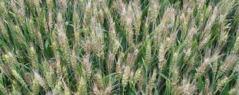小麦赤霉病的防治技术，选择抗病良种，播前药剂拌种