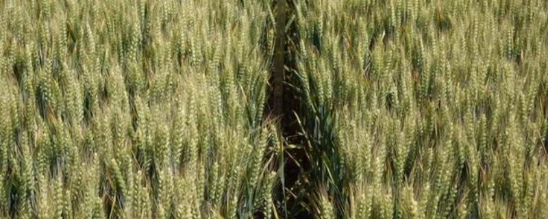 山农981小麦品种简介，属于半冬性品种