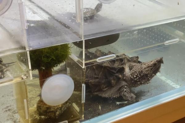 刚买回来的鳄龟为何不进食，可能是未适应环境、水温过低等原因所导致