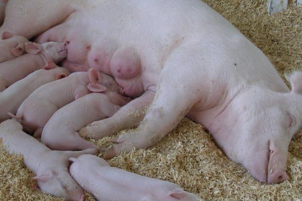 母猪难产死胎怎么办，注射催产素可以起到助产效果