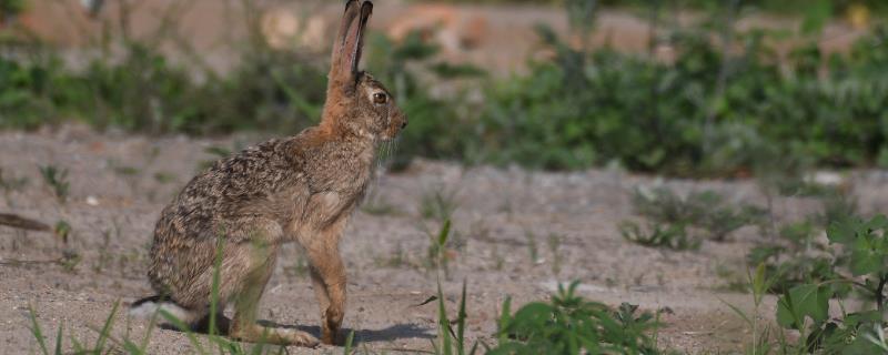 野兔冬天的生活规律，昼伏夜出、常躲藏在枯草或土洞中