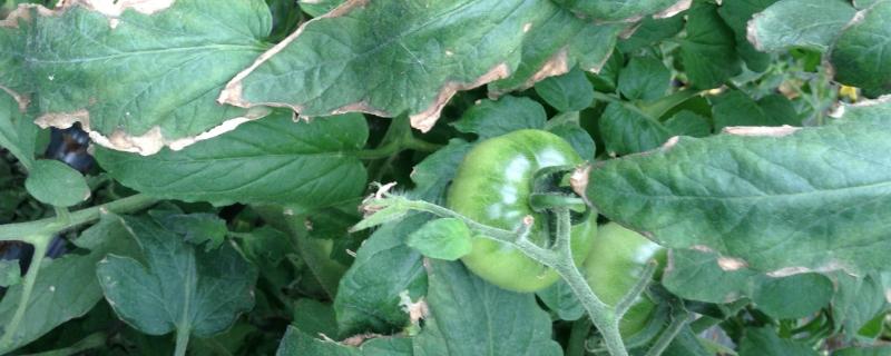 番茄缺钾有哪些症状，植株生长势弱、叶片容易发黄掉落