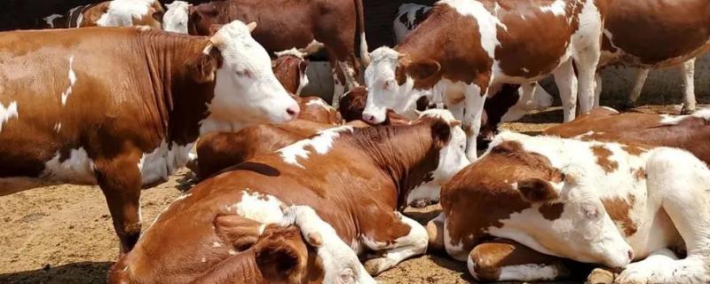 牛吃同类的毛如何处理，可皮下注射伊维菌素
