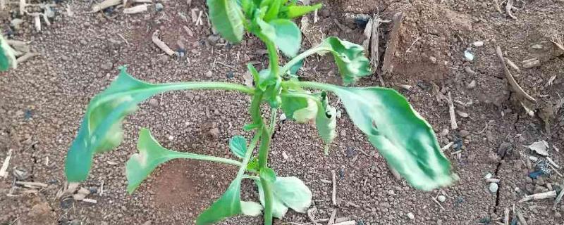 移栽的辣椒苗为何枯萎了，对新的生长环境不适应或管理不当均会导致