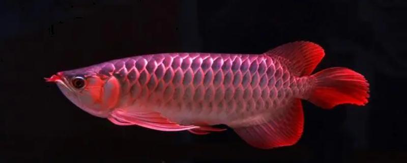 红龙鱼可以和哪些鱼类混养，适合与泰国虎鱼、红鹦鹉鱼、魟鱼等品种混养
