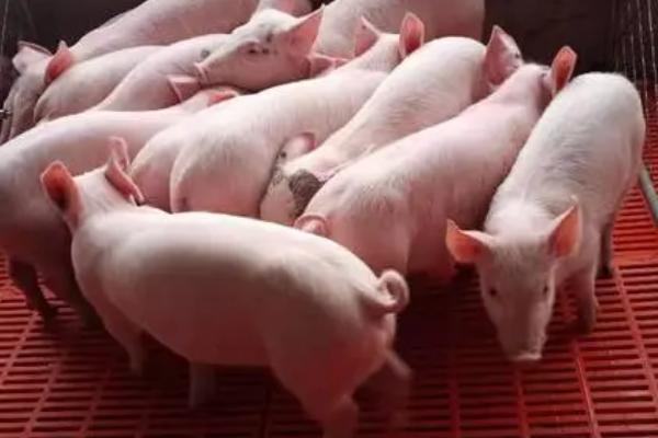 仔猪低温不食的原因，管理不当或饲喂不合理均会导致
