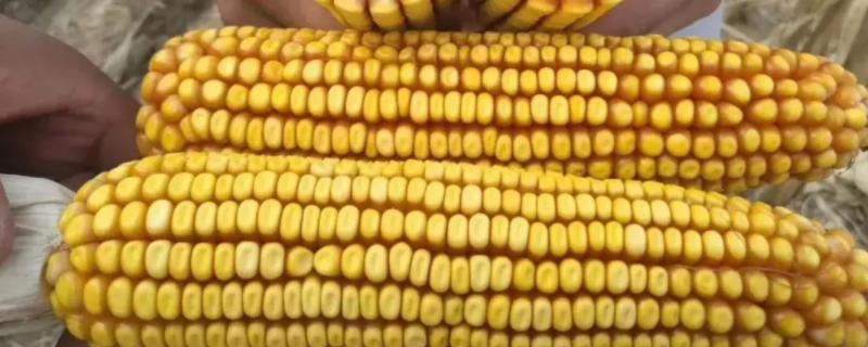 桂单566玉米种子特征特性，生育期春季平均119天