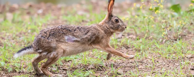 野兔和家兔的区别，毛色、体型和体重均不同