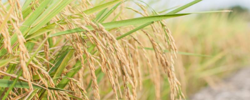 南秀美占水稻种子特征特性，感温型常规稻品种