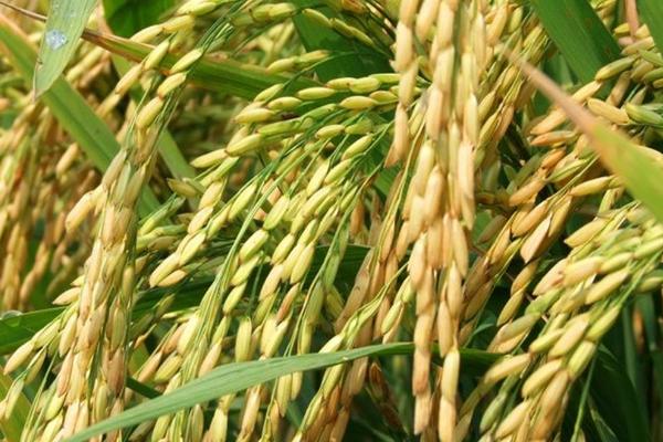 粤珠占水稻种子介绍，感温型常规稻品种