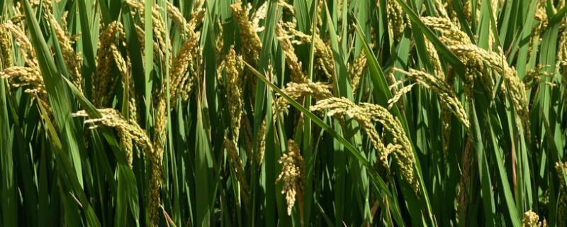 奇新丝苗水稻种子介绍，注意防治白叶枯病