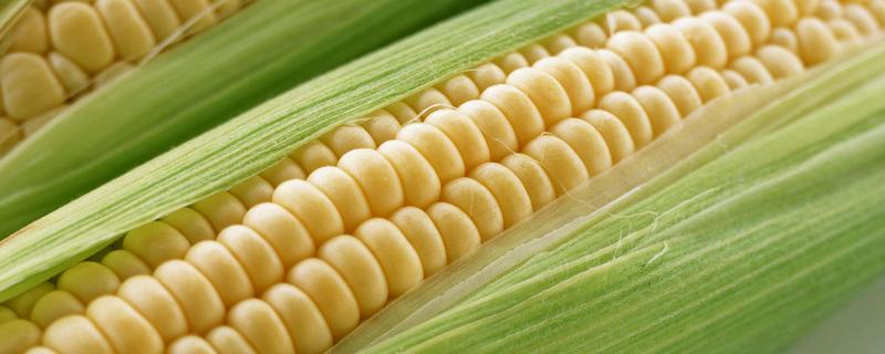 晋糯5号玉米品种的特性，该品种株型平展