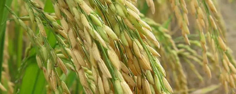 粤珠占水稻种子介绍，感温型常规稻品种