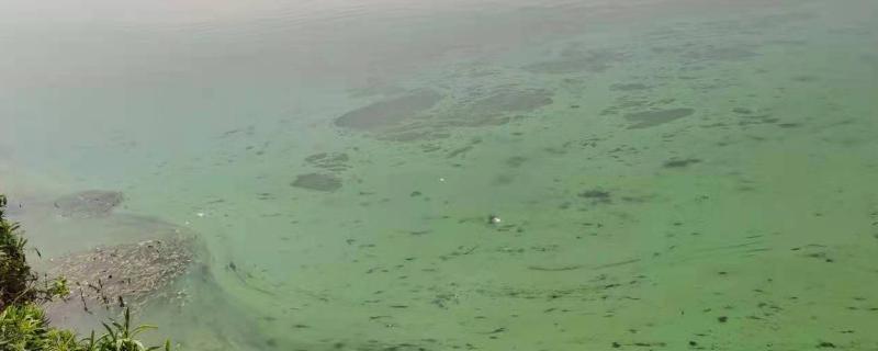 鱼池蓝藻怎么处理，最简便的是除去鱼池的表层水体