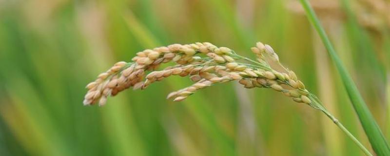 桂莉香优9号水稻种子简介，一般亩播种量7.5-10千克