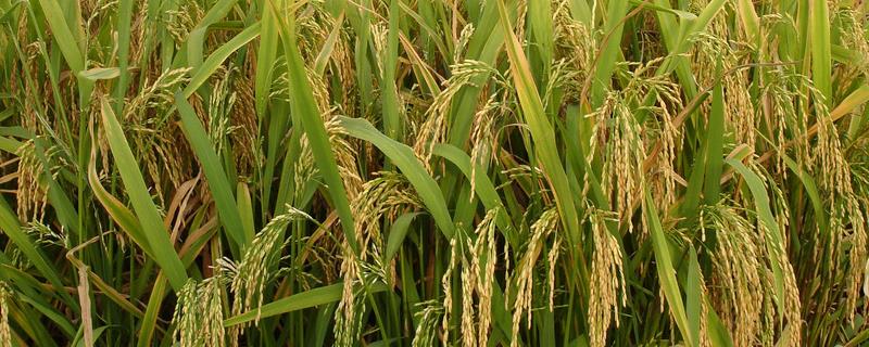 桔两优京贵占水稻品种的特性，每亩有效穗数17.6万