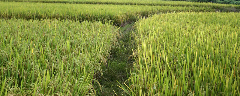 野香优333水稻品种的特性，晚稻全生育期平均115.1天