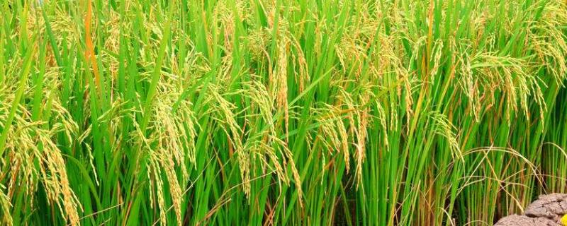 丝香优溢香水稻种子特点，分蘖成穗期注意防治螟虫