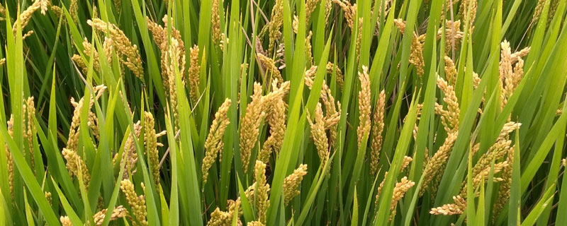 美两优1512水稻种子简介，全生育期平均131.8天