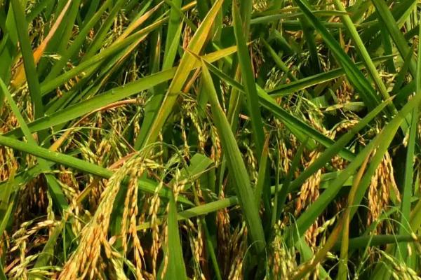 畅优1452水稻种子简介，晚稻全生育期平均115.7天