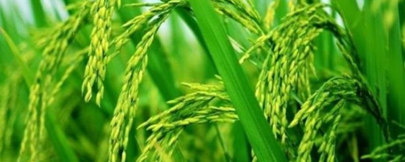 润香优1466水稻品种简介，适宜中高肥力水平栽培
