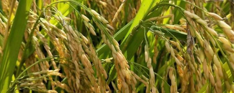 圻优钰禾水稻品种简介，注意插秧和抛秧密度