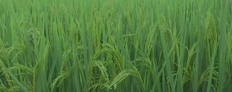 和两优晶丝水稻种子介绍，秧田期注意施药防治稻飞虱