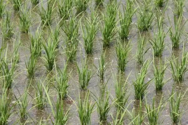 桂丰糯水稻种子简介，全生育期早稻平均122.0天