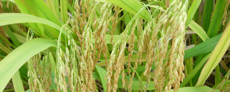 欣25优801水稻种子简介，每亩秧田播种量6-8千克