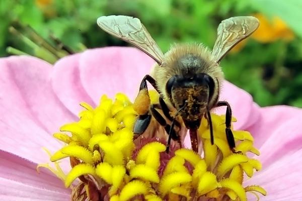 蜜蜂在哪里采蜜，一般在花丛中采蜜