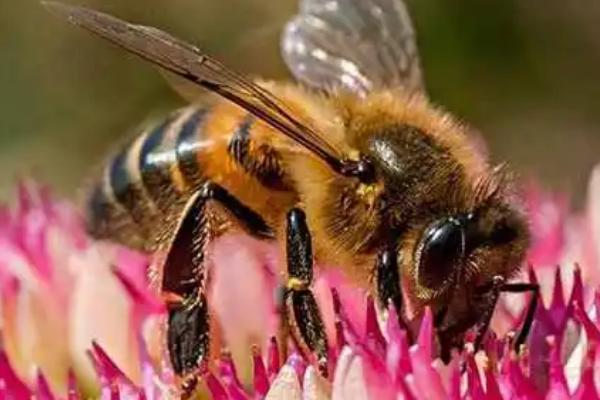 蜜蜂在哪里采蜜，一般在花丛中采蜜