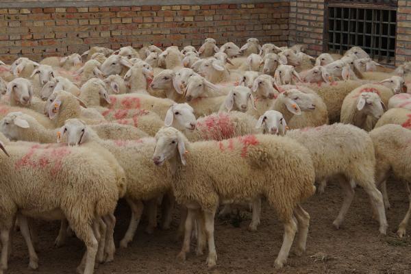 羊怎么养殖，首先选择适合当地养殖的优良品种