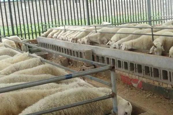 羊怎么养殖，首先选择适合当地养殖的优良品种