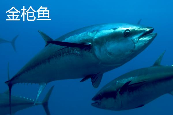 鲣鱼和金枪鱼的区别，鲣鱼是金枪鱼里面的一个品种