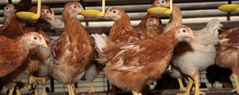 蛋鸡饲养135天还未开产是否正常，属于不正常情况，通常120日龄即可开产