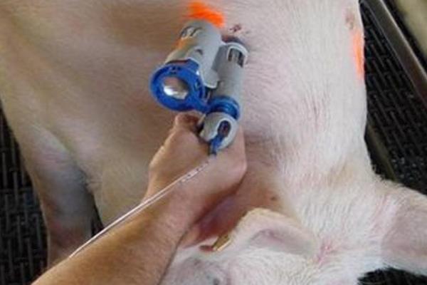 猪肌肉注射的正确部位，在耳根后方的颈侧和臀部靠近髋骨的上方