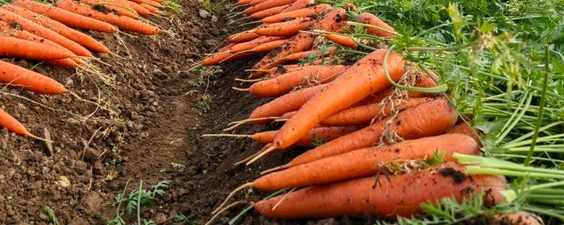 胡萝卜的产量，通常为4500-6000公斤左右
