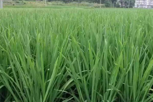 东北水稻的施肥原则，重视稻田土壤培肥