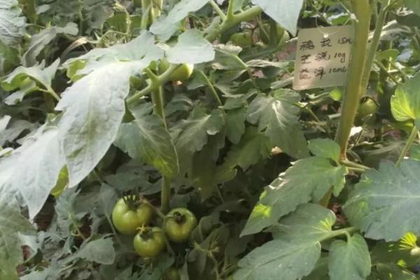 大棚番茄怎么使用叶面肥，可以每隔5-7天喷施1次