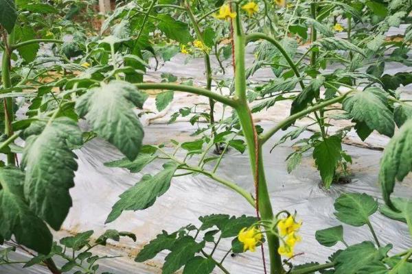 大棚番茄怎么使用叶面肥，可以每隔5-7天喷施1次