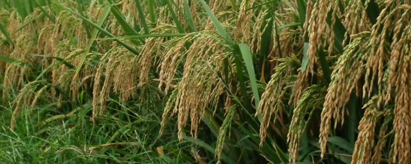 钧香优1122水稻种子特征特性，每亩大田用种量5～0公斤
