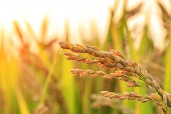 馥香两优8号水稻品种简介，早稻全生育期平均124.1天