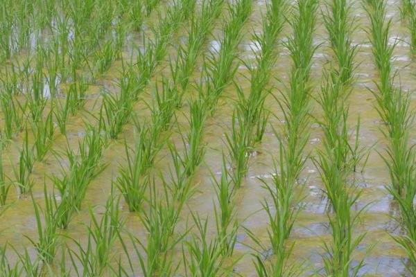 馥香两优8号水稻品种简介，早稻全生育期平均124.1天