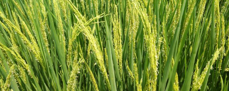 华浙优78水稻品种的特性，肥力中等田块种植